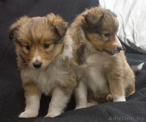 щенки шелти от родителей-чемпионов РБ #1354001
