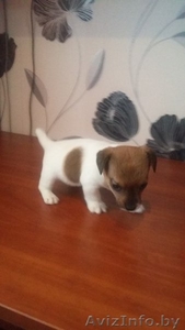 Продаю очаровательных Щенков Джек Рассел Терьера #1345151