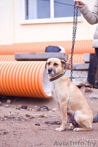 Отдается в заботливые руки! #1346554