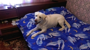 Ищем для вязки девочку лабрадора!!! #1345458