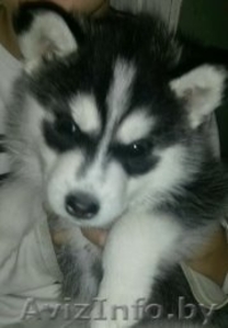 сибирская хаски #1344186