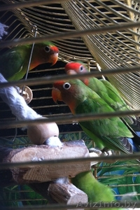 Попугай-неразлучник #1345930