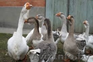 Гуси, утки, кролики #1346041