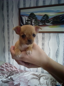 Чихуахуа щенки 1.5 месяца #1348249