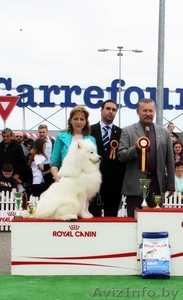 Великолепные щенки Самоеда от ИнтерЧемпиона #1354655