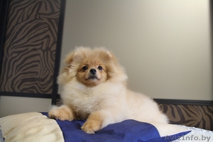 Помераночка,  девочка #1353495