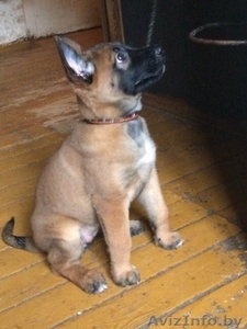  Элитный  породистый  щенок (девочка)   #1353668