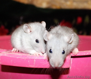 Крыса,  крысята,  крысята #1345175