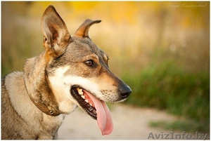 Кики - чудо собака! #1345072