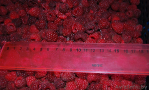  Малина замороженная экстра класса продам #1348712