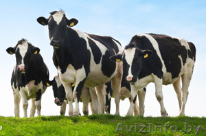 Племенные нетели белорусской селекции #1348061