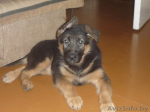 Продам щенков немецкой овчарки. #1332889