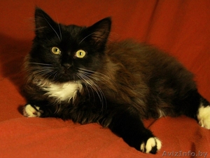 Тайра - пушистое очарование - в дар доброму человеку! #1349839