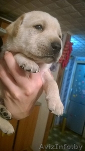 Лабрадор щенки продам #1347516