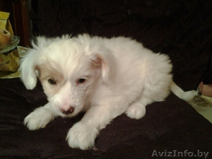 красивые щенки китайской хохлатой #1344136