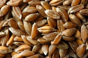 Тритикале закупаем оптом #1303655