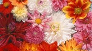 Семена цветов весовые,  пакетированные оптом #1346384