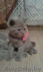 Продаю шотландский плюшевых котят #1344789