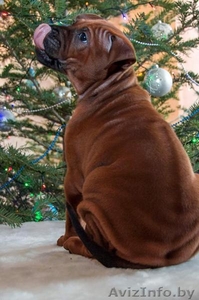 Тайский Риджбек Щенки Питомник #1360786