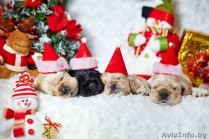 Американского кокер спаниеля замечательные щенки #1355658