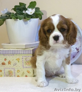 щенки кавалер кинг чарльз спаниель #1357802