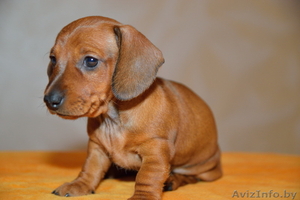 Щенки карликовой таксы #1361817