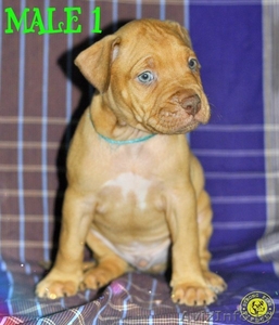 Щенки питбуля питбультерьера  #1365448