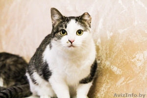 Кошка в добрые руки #1357404