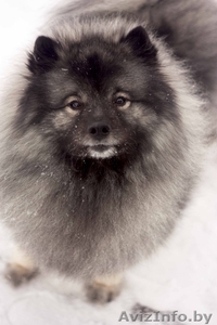 продаются щенки Кеесхонда(Вольфшпиц) с отличной родословной #1363728