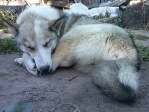 Щенки даром в добрые руки #1355304