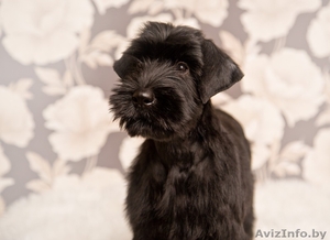 Девочки ризеншнауцера  #1356847