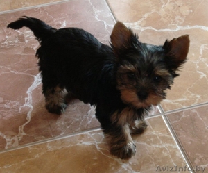 Очаровательный щенок йоркшиоского терьера #1357760