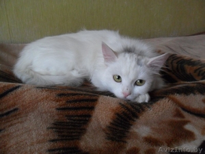 Нежная зефирка Коко в добрые руки #1356377