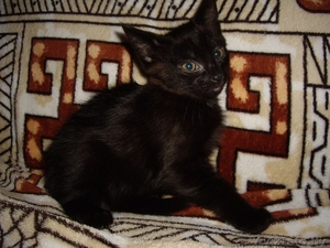  Котеночек в добрые руки #1356423