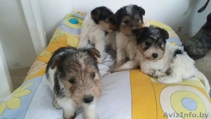 Щенки фокстерьера  #1356552