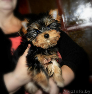  щеночки йоркширского терьера #1356992