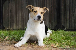 Джек - чудесный пес и компаньон в дар #1364689