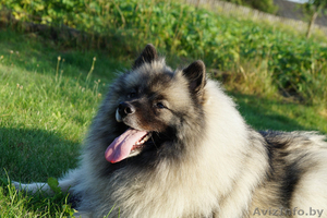 Щенки кеесхонда / вольфшпица в Минске #1357181