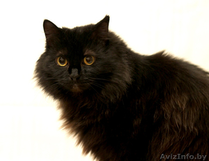 Кошка Муха ищет дом,  где ей будут рады!  #1357396