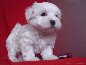Мальтийская болонка щенки #1358951