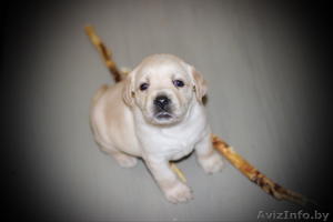 Щенки лабрадора с родословной от титулованных родителей #1361632