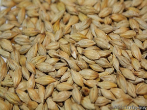 Ячмень фуражный #1365068