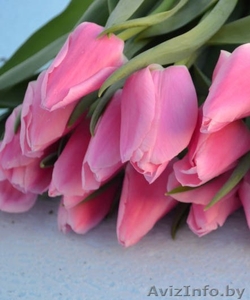 Свежесрезанные тюльпаны в г. Минск  #1037548