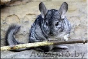 шиншилла мальчик с клеткой #1355222