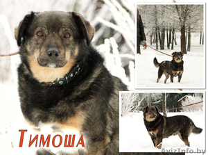 Тимоша. Верность и вера простого пса,  в дар #1365440