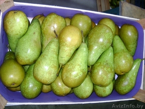 груши Конференция ,   #1363468