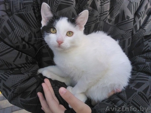 Кошечка в добрые руки #1356415