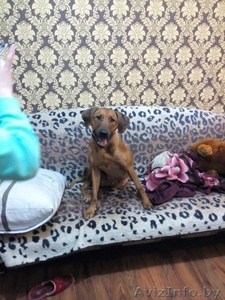 Отдается риджбек #1355249