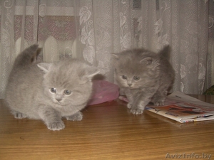 Британские котята и кошки #1357549