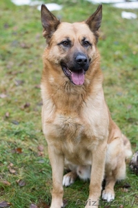 Пёс Рэй - лучик солнца! #1363163